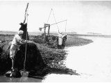 Drawing water from the Nile using buckets which are then tipped into ditches which irrigate the fields. (A photograph by R E M Bain in about 1890)